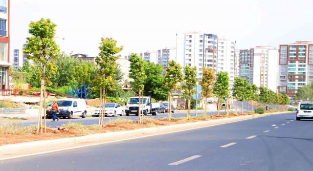 Diyarbakırda 349 ağaç toprakla buluşturuldu