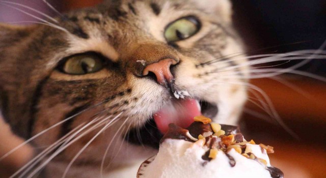 Dondurma bağımlısı kedi çay ocağının maskotu oldu