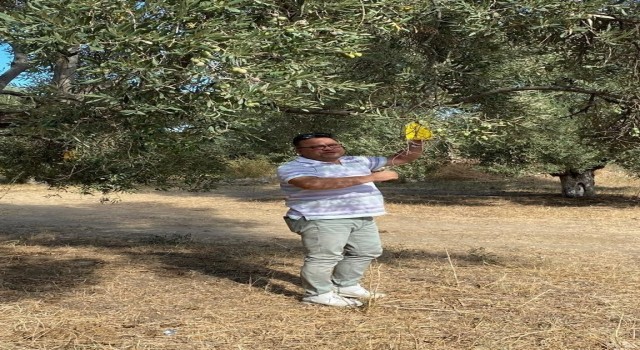 Efelerde zararlı sinek tuzakları kontrol edildi