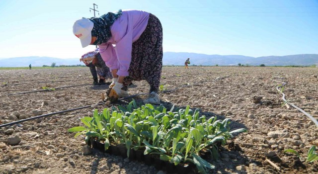 Efelerin enginarları toprakla buluştu