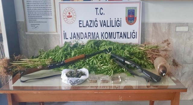 Elazığda 354 kök kenevir ele geçirildi, 1 şüpheli yakalandı