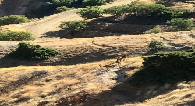 Elazığda koruma altındaki dağ keçileri Harputa indi