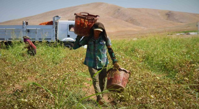 Elazığda mevsimlik işçilerin mesaisi devam ediyor
