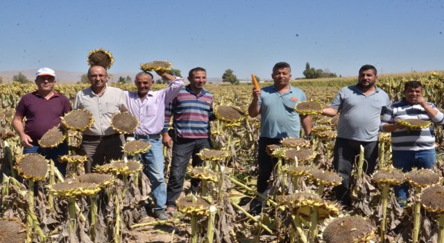 Elbistanda siyah altın hasadı başladı
