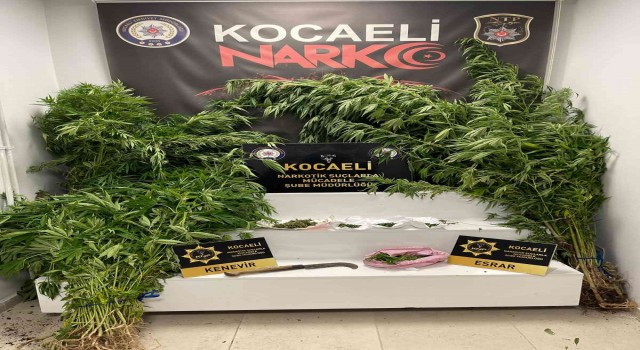 Elindeki orakla Hint keneviri keserken suçüstü yakalandı
