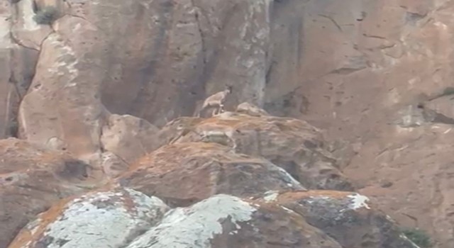 Erzurumda nesli tükenmekte olan yaban keçileri görüntülendi