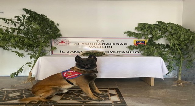 Evinden 415 gram esrar çıkan şahıs gözaltına alındı