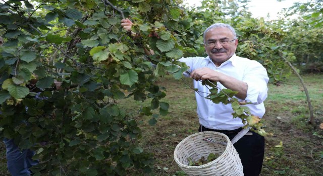 Fındıkta yerli işçi sıkıntısına ‘Hilmi Güler Modeli