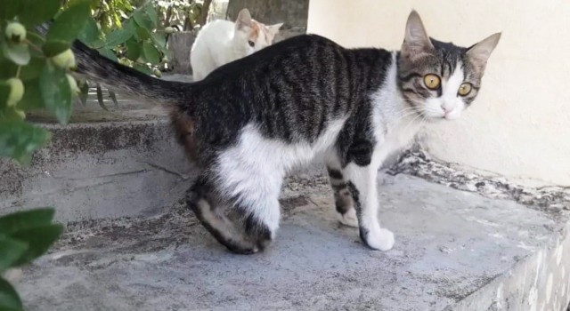 Gaziantepte kedi vahşeti