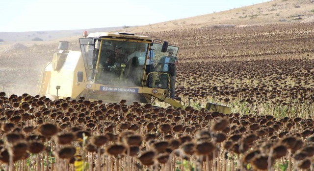 Geçen yılın en kurak kenti Amasyada ayçiçeği üretimi bu yıl 2 kat arttı
