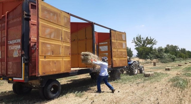 Germencik Belediyesinden çiftçiye yonca desteği sürüyor