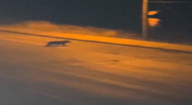 Giresunun Çamoluk ilçe merkezinde aç kalan ayı ilçe merkezine indi