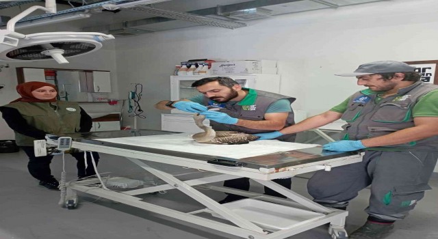 Göç yolunda yorgun düşen flamingo için seferber oldular