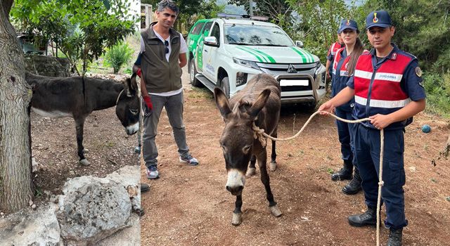 Güçten düşmüş halde bulunan sahipsiz eşek, Emekli Hayvanlar Çiftliği'ne yerleştirildi