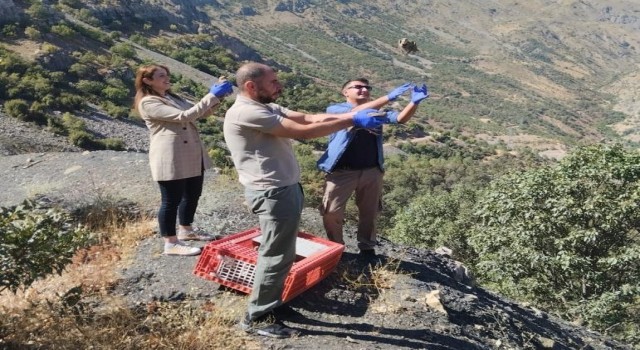 Hakkaride bin 300 keklik doğaya bırakıldı