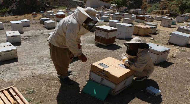 Hakkarideki arı zehri birinci kalite çıktı