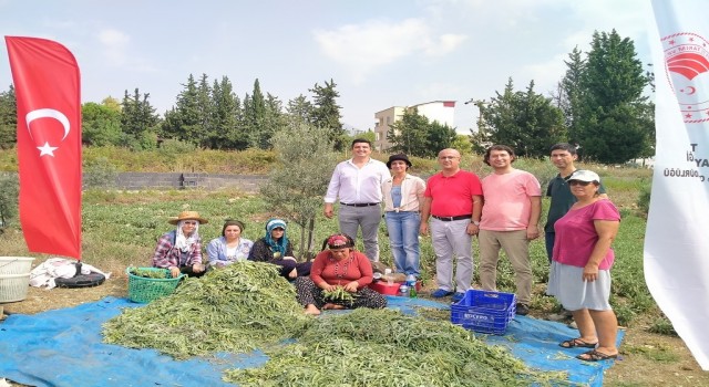 Hatayda alternatif ürün adaçayı hasadı yapıldı