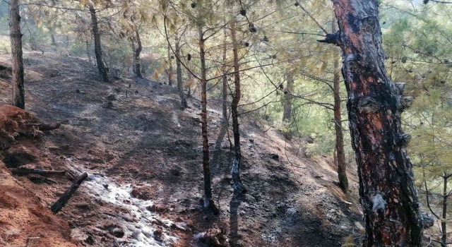 Hatayda ormanlık alanda çıkan yangına müdahale sürüyor