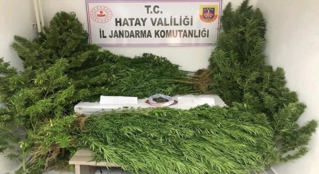 Hatayda uyuşturucu operasyonu
