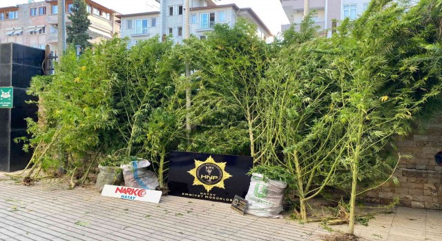 Hatayda uyuşturucu operasyonu