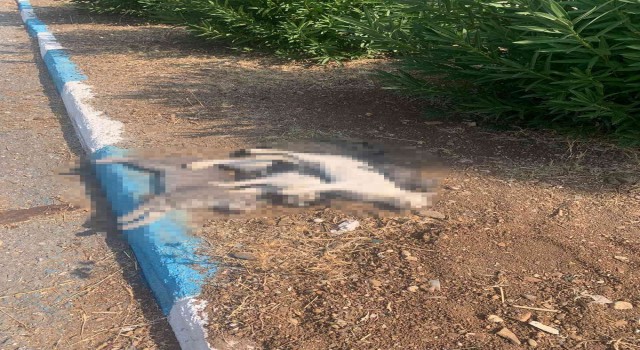 Hatayın Arsuz ilçesinde sokak kedileri zehirlendi