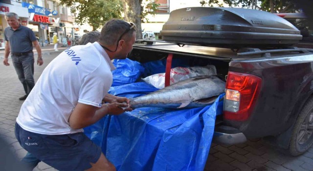 Hayali olan 100 kiloluk orkinosu Egede yakaladı