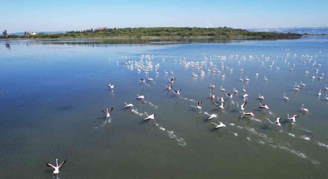 Hersek Lagününde flamingoların görsel şöleni başladı