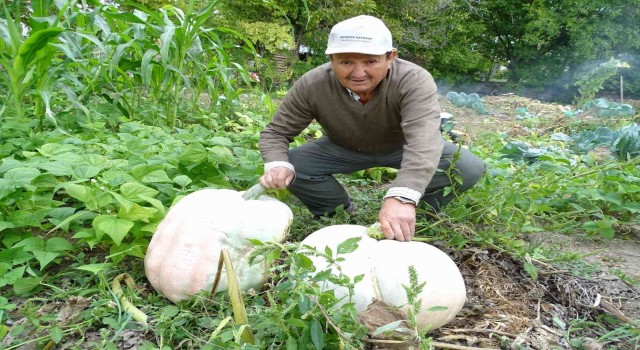 Hisarcıklı çiftçi 30 kiloya yakın dev bal kabakları yetiştirdi