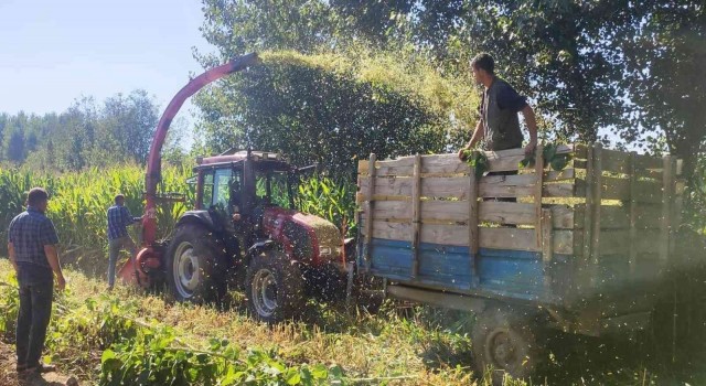 Hisarcıkta 5 bin 650 ton silajlık mısır üretildi