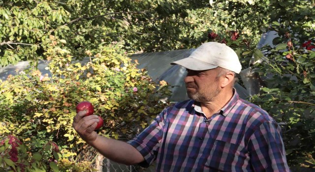 İçi kırmızı elma kanser hastalarına şifa