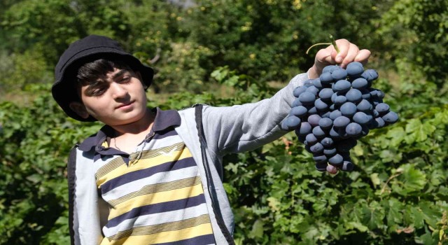 İki asırlık bağlarda tescilli Cimin üzümü hasadı devam ediyor