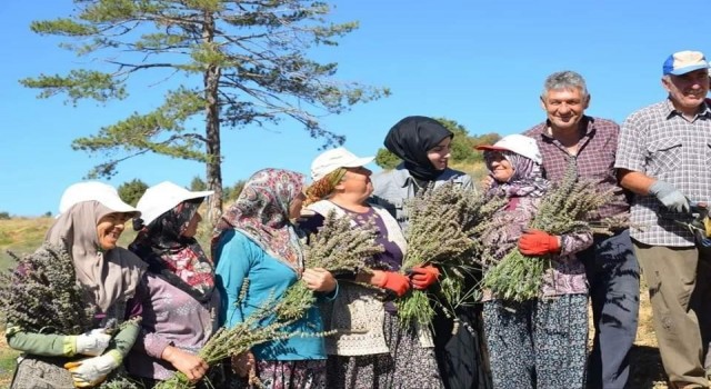 İmece usulü ile ekilen lavantaların hasadı yapıldı