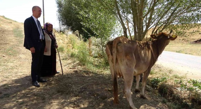 İneği için hüngür hüngür ağlayan anneye Ankaradan sürpriz hediye