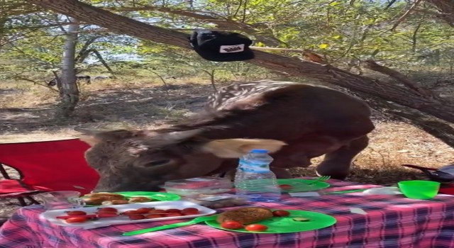 Ispartada piknik yapan genç kızlara inek sürprizi
