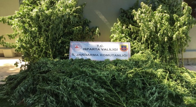 Ispartada tarlada 242 kök kenevir ele geçirildi, 5 kişi yakalandı