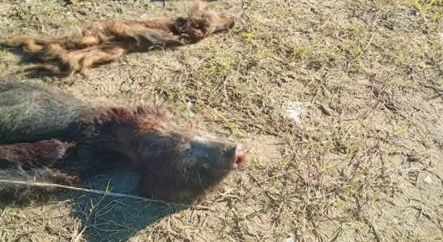 İstanbulda 6 domuz avlandı, etleri alınıp sakatatları bırakıldı