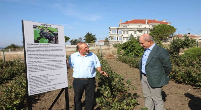 İstanbulda ilk Aronya hasadı Büyükçekmecede gerçekleşti