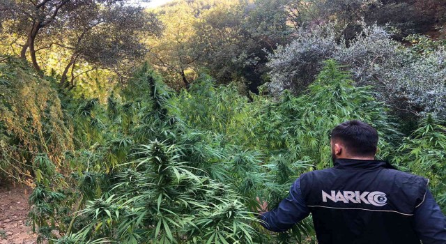 İzmirde kenevir tarlasına baskın: 253 kök ele geçirildi