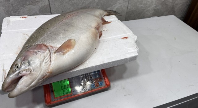 İznik Gölünde 8 kiloluk somon balığı yakalandı