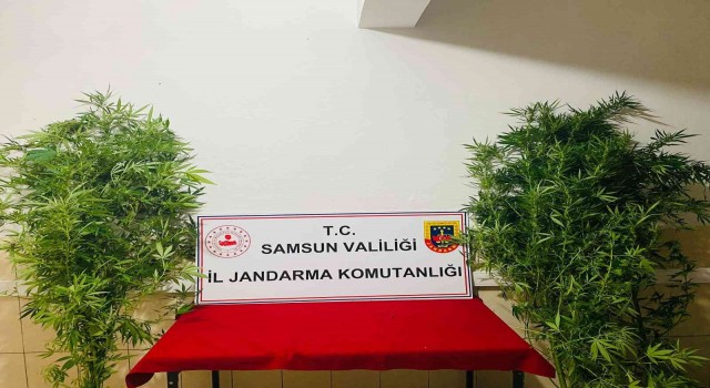 Jandarma 12 kök kenevir ele geçirdi: 1 gözaltı