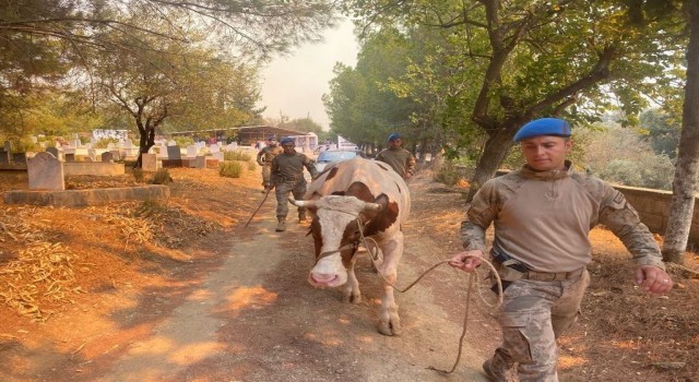 Jandarma ekipleri Mersindeki yangın söndürme çalışmalarına destek veriyor
