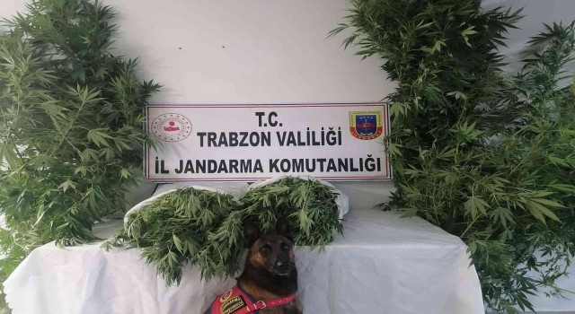 Jandarma narkotik timleri ve JASAT dedektiflerinden ortak operasyon