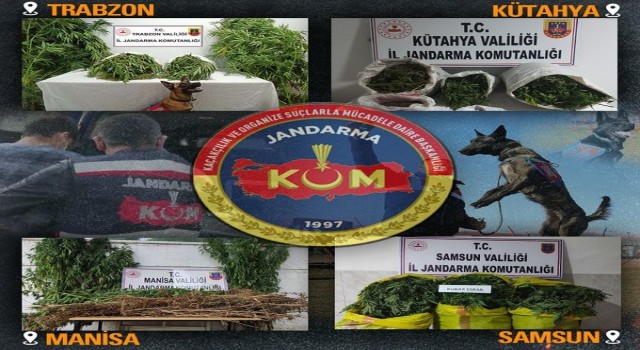 Jandarmadan 4 ilde uyuşturucu operasyonları