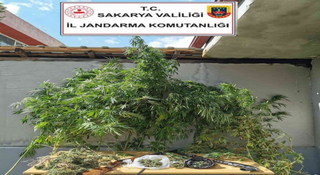 Jandarmadan uyuşturucu operasyonu: 1 gözaltı