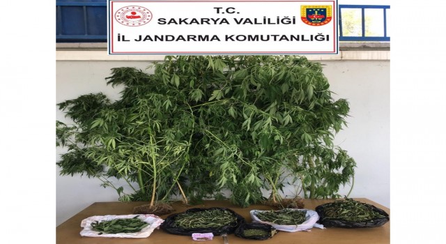 Jandarmadan uyuşturucu operasyonu: 1 gözaltı