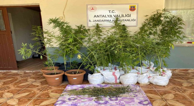 Jandarmanın fark ettiği koku kenevir bahçesini ortaya çıkardı