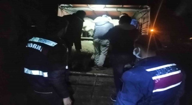 JASATtan koyun hırsızlarına operasyon