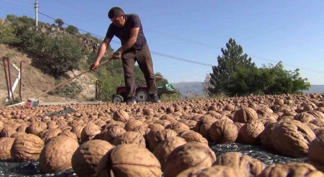 Kabuğuna sığmayan lezzetin hasadı başladı