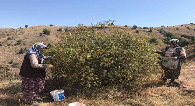 Kadınlar ürettikleri organik ürünlerle kendi markasını kurdu