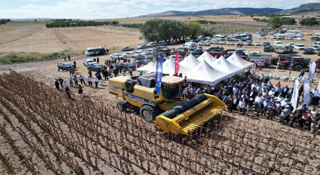 Kahramankazan Ovasını sarıya boyayan ayçiçeğinde hasat başladı
